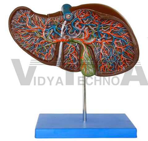 Liver Model